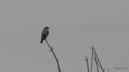 Karaalınlı Örümcekkuşu