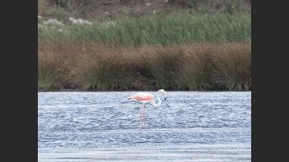 Flamingo
