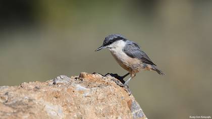 Kaya Sıvacısı