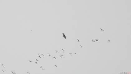 Akkuyruklu Kartal