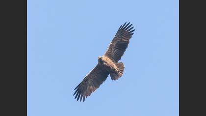 Şah Kartal