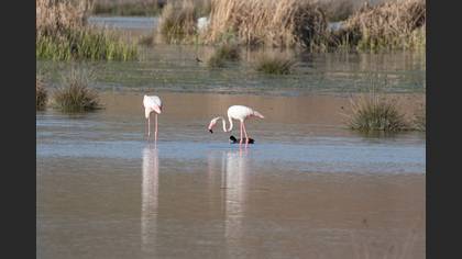 Flamingo