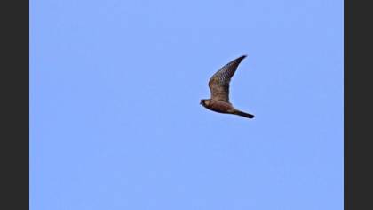 Ala Doğan