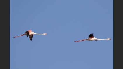 Flamingo