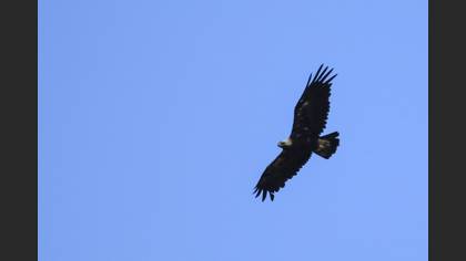 Şah Kartal