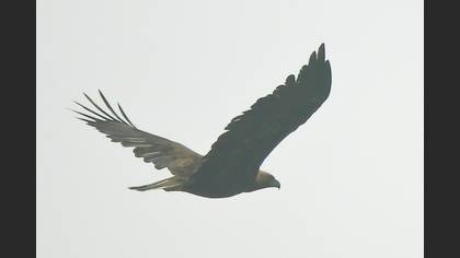 Şah Kartal