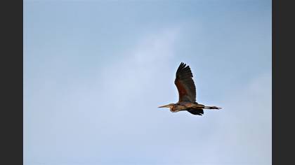 Erguvani Balıkçıl
