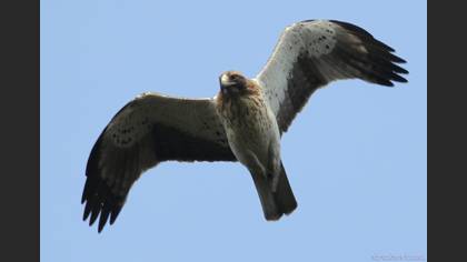 Küçük Kartal