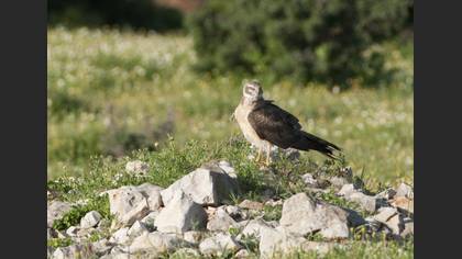 Tanımsız