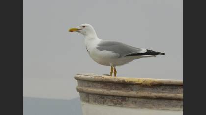 Gümüş Martı