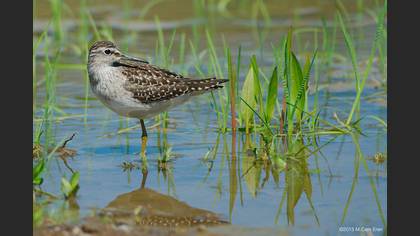 Orman Düdükçünü