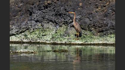 Erguvani Balıkçıl