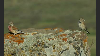 Ketenkuşu