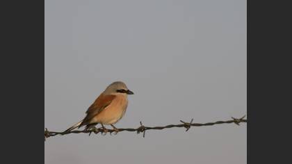 Tanımsız