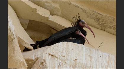 Kelaynak