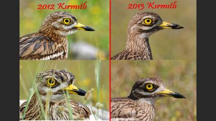 Tanımsız