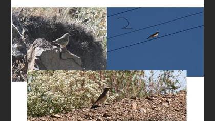 Tanımsız