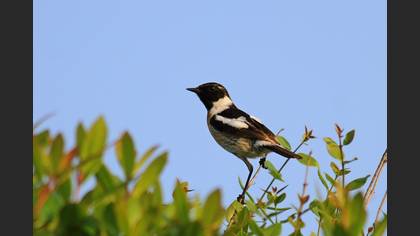 Sibirya Taşkuşu