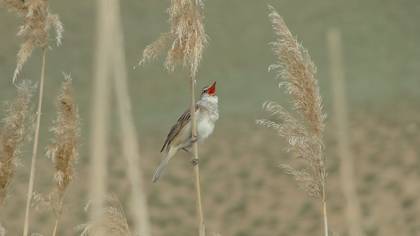 Tanımsız