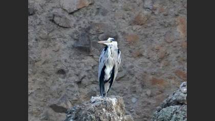 Gri Balıkçıl