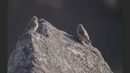 Ketenkuşu