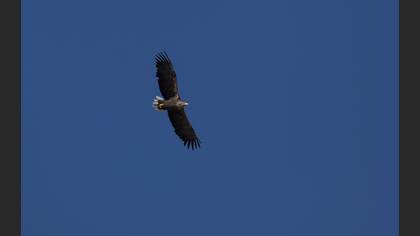 Akkuyruklu Kartal