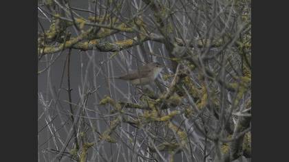 Çalı Kamışçını