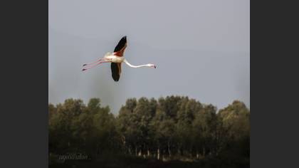 Flamingo