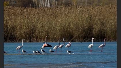 Flamingo