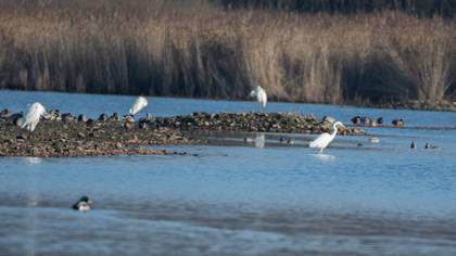 Büyük Ak Balıkçıl
