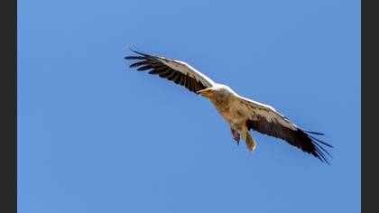 Küçük Akbaba