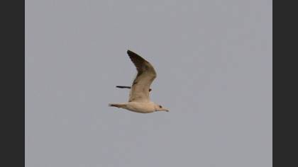 Tanımsız
