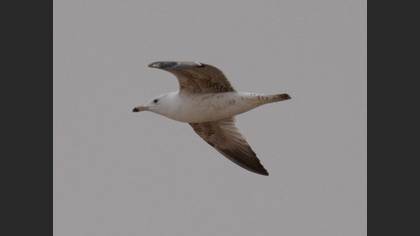 Tanımsız