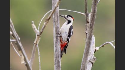 Alaca Ağaçkakan