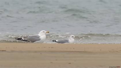Küçük Gümüş Martı