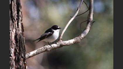 Alaca Sinekkapan