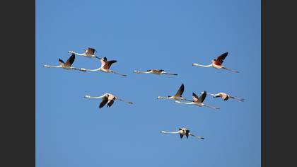 Flamingo