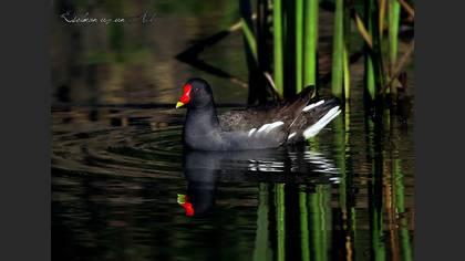 Sutavuğu