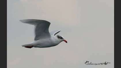 Akdeniz Martısı