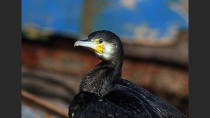 Karabatak