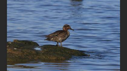 Çamurcun