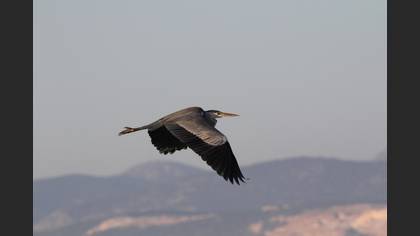 Gri Balıkçıl
