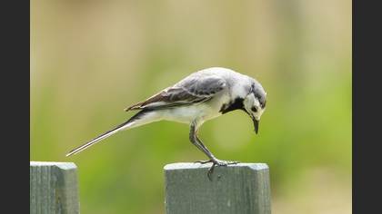 Ak Kuyruksallayan