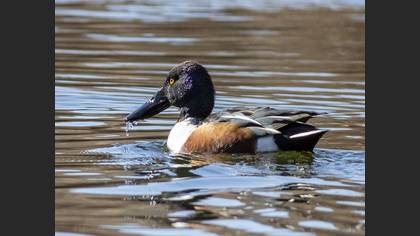 Kaşıkgaga