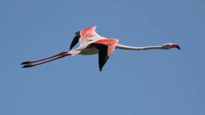 Flamingo