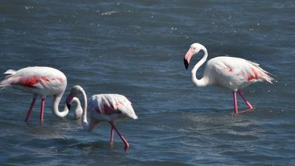 Flamingo