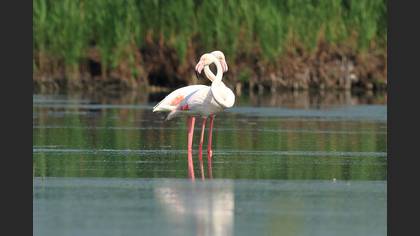 Flamingo
