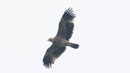 Şah Kartal