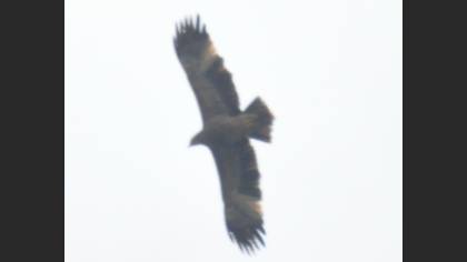 Şah Kartal