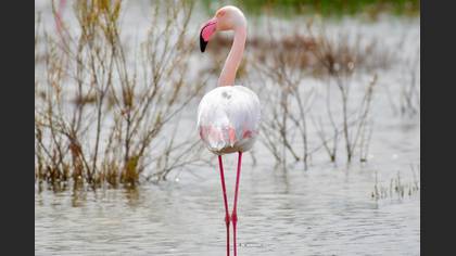 Flamingo